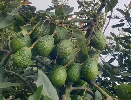 Hand-picked at peak ripeness