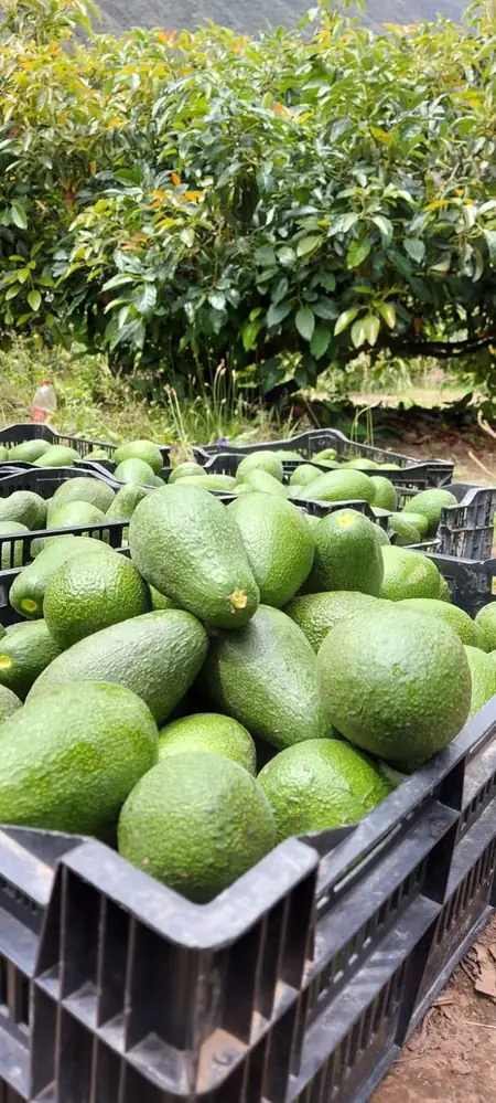 Freshly harvested and crated