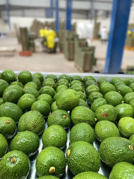 Sorting and grading by hand