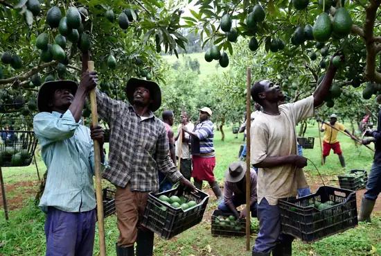 Worker hand-picking a ripe avocado from the tree