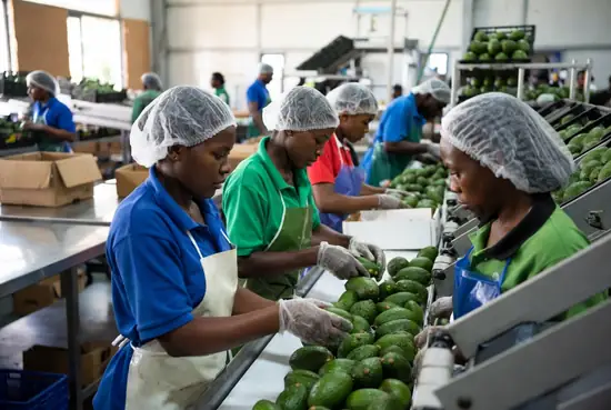 Workers sorting and inspecting avocados on a packhouse line