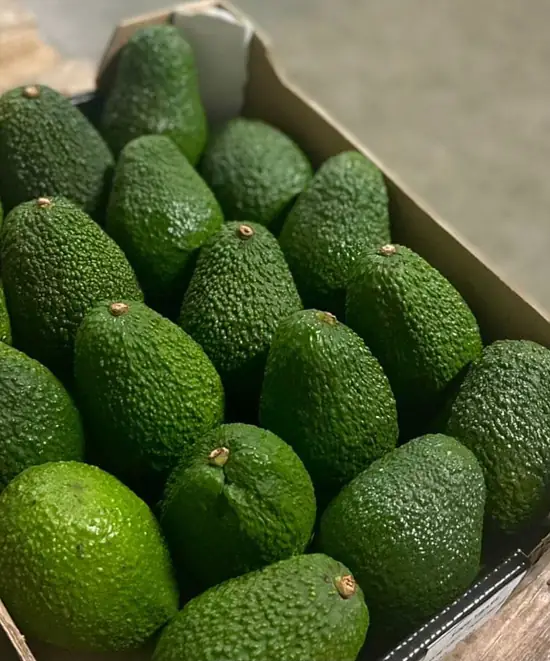 Boxes of Golden Pericarp avocados packed for export